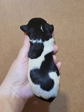 Katherine Purple Body.jpg