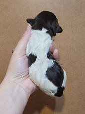 Nikola Green Body.jpg