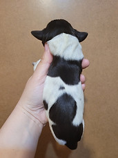 Isaac Dark Blue Body.jpg