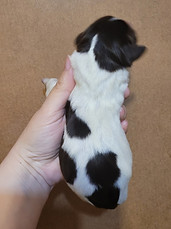 Granville Orange Body.jpg