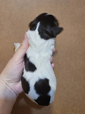 Granville Orange Body.jpg