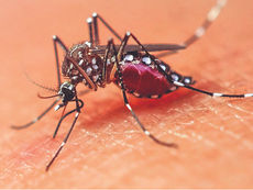 Realizan aplicaciones para el control de Mosquitos sobre camioneta