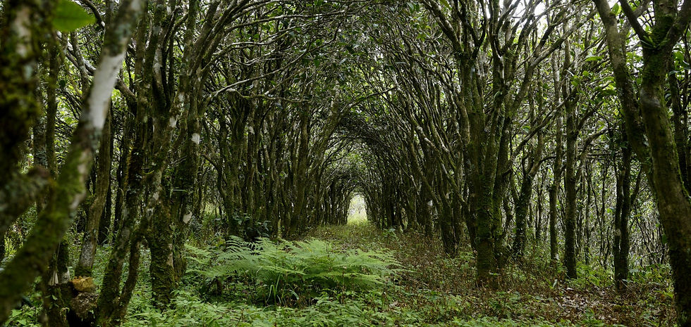 Phoenixforest.jpg
