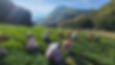 Thumbnail: TAIWAN ALISHAN HIGH MOUNTAIN OOLONG TEA