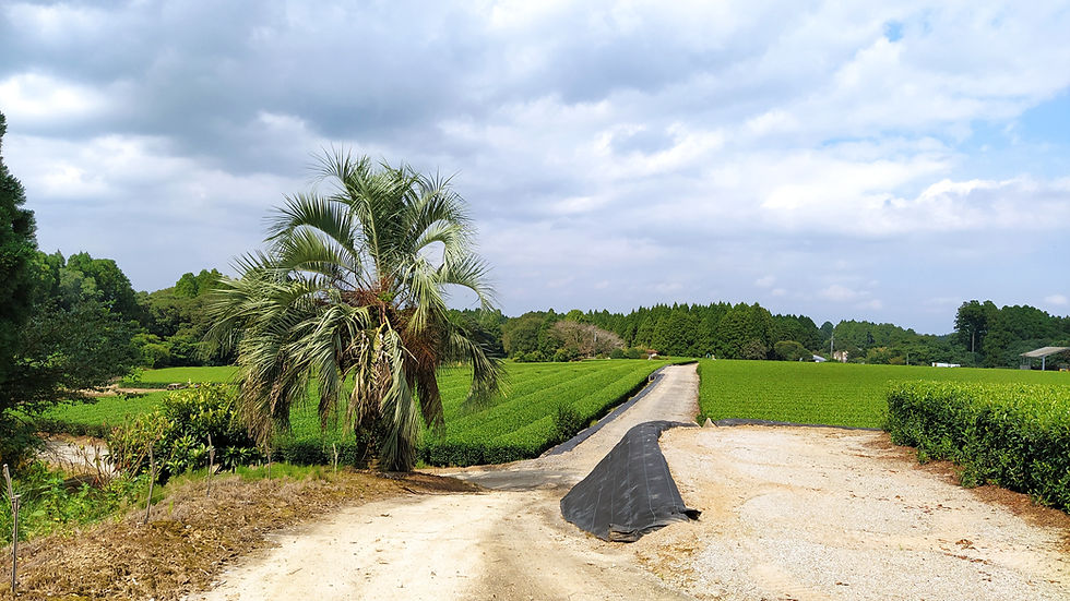 Thumbnail: KAGOSHIMA SHIBUSHI GYOKURO