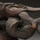 Miniature : shungaisart - Rare - 1850 - Japanese Antique Dragon Carving - Ryu - Buddhist Art - side view