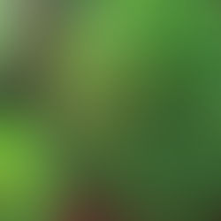 Responses to the Coronavirus Pandemic