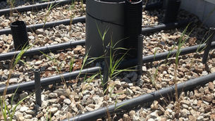 Treatment of effluents from the wine sector with cork waste