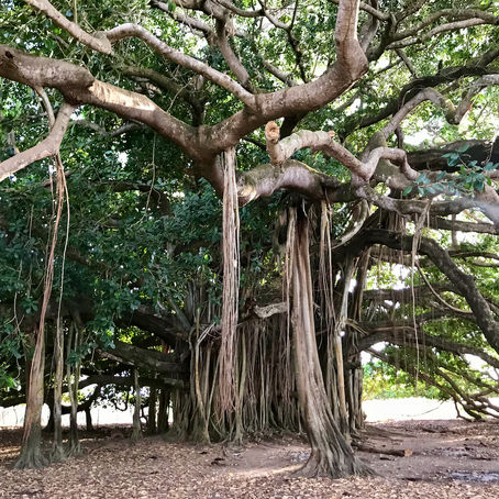 COVID-19 Update: Can we predict today the spread of transmission?