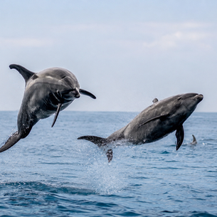 🐬 Vizag’s Marine Life Is More Interesting Than You Think