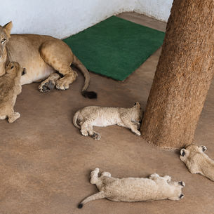🦁 Four Lion Cubs Born at Vizag Zoo