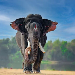 🐘 Vizag Hosts National World Elephant Day Celebrations