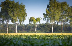 20180606_Birkenreihe_055-2