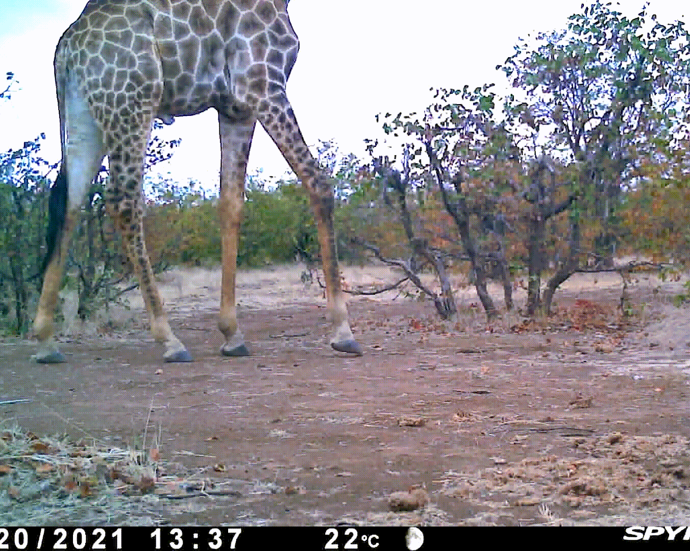 African animals fear humans