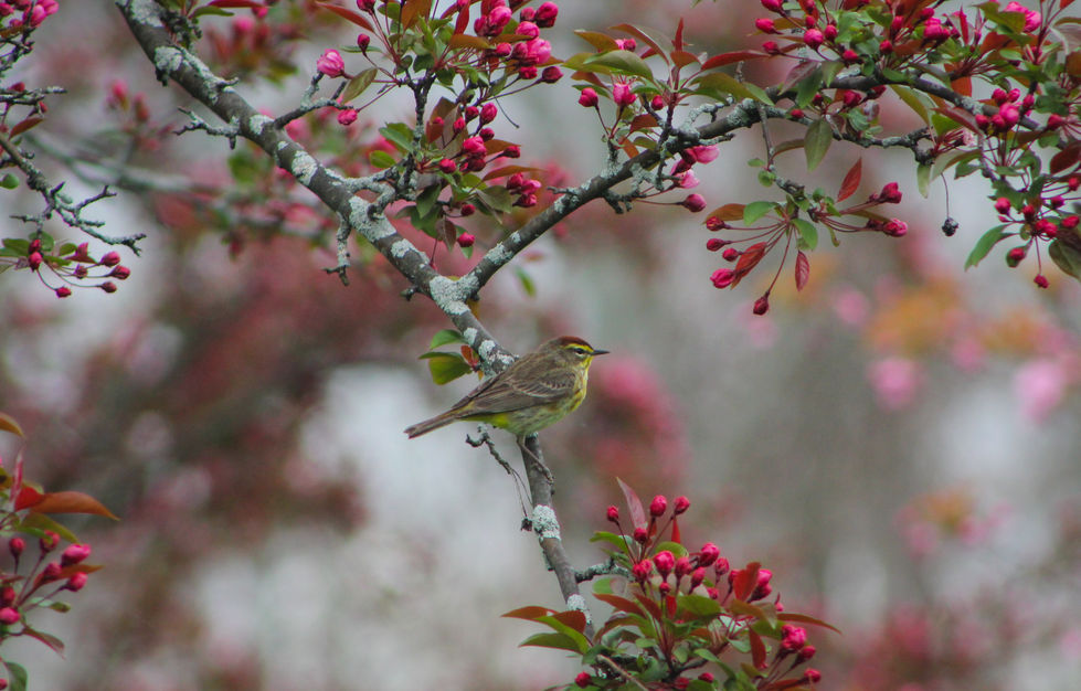 Palm Warbler (5)