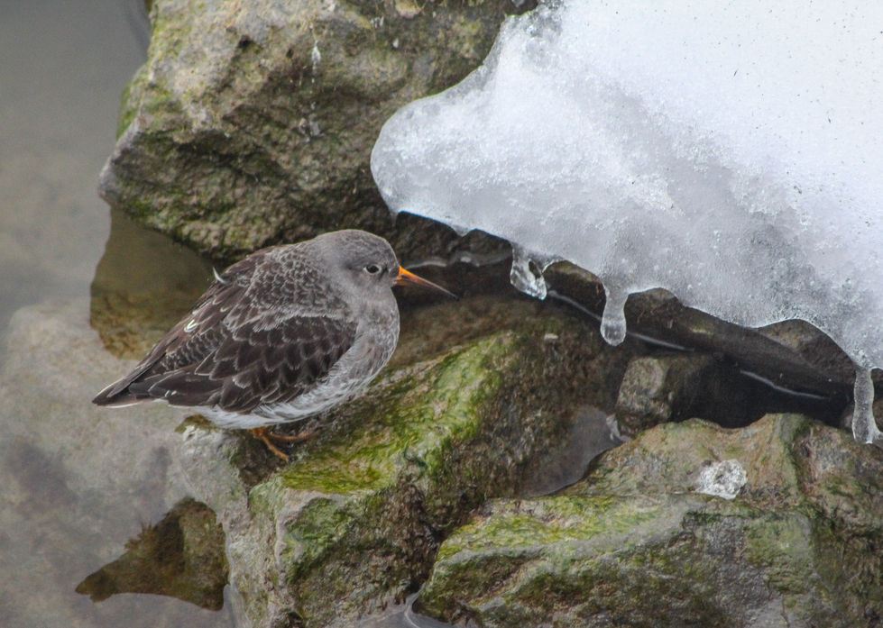 Purple Sandpiper (4)