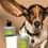Thumbnail: Dog with large ears looking at camera with bottles of ear cleaning solution.
