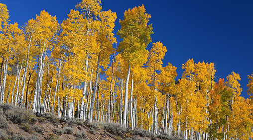 Pando Cluster of Trees.jpg