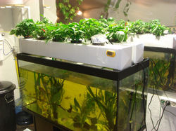 Sistema acuapónico 1