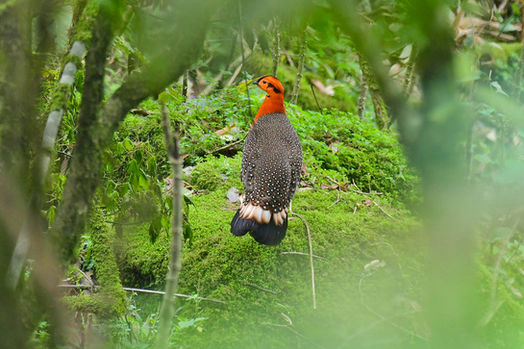 Blyth’s Tragopan..jpg