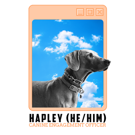 A black and white photo of Hapley, the Canine Engagement Officer. He is a grey Weimaraner. He is wearing two collars and looking to the right.