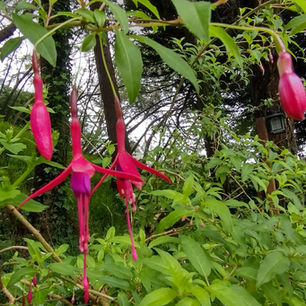 Fuschia.jpg
