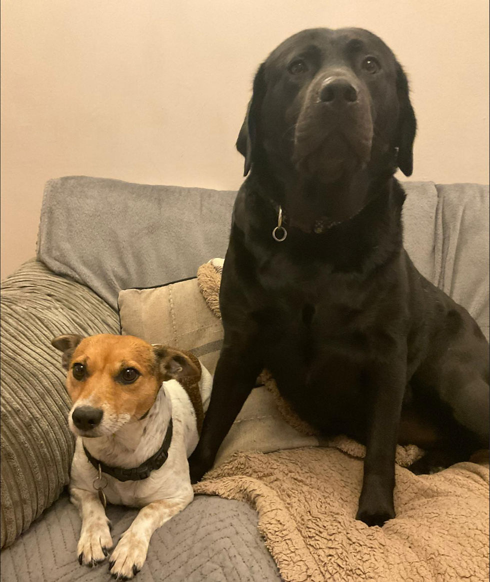 A photo of Moi and Bobbi my dogs