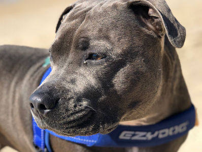 Spend time with a pet with feathers, fur or scales.