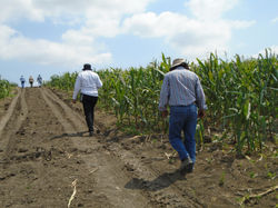 Monitoreo_de_plagas_maíz_hibrido_(_comunitaria)