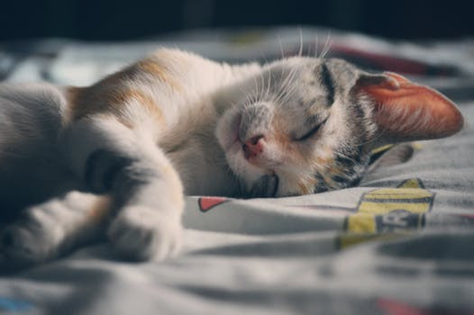 cat asleep