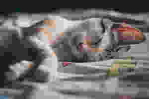 cat asleep