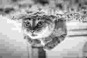 entering another world - cat upside down