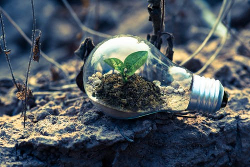new growth in light bulb mentoring mariposa coaching