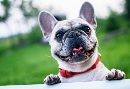 dog focusing
