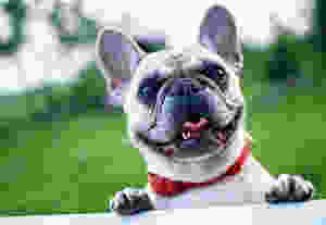 dog focusing