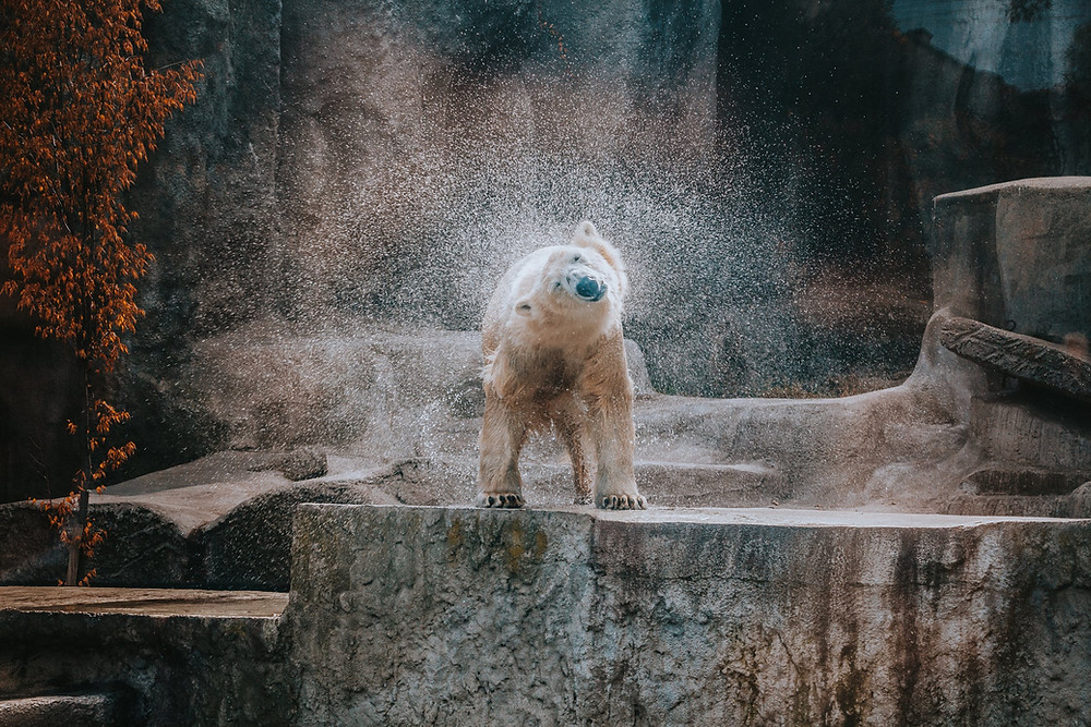 wet animal