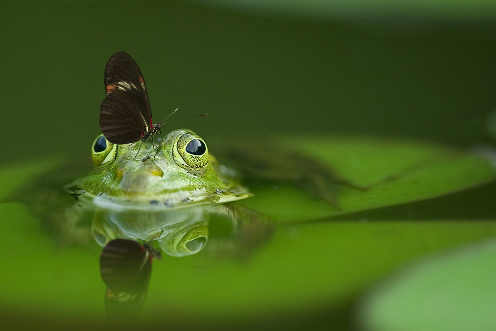 frog mark twain quote about time