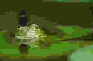 positive relationships mariposa with frog