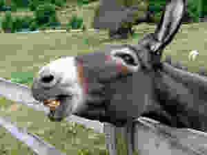 donkey