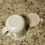 Thumbnail: Vintage Tupperware Creamer 12oz White 2309 with Pink Lid 2311 Cup