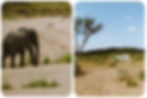 Safari in het Krugerpark tijdens een 2-weekse rondreis door Oost-Zuid-Afrika, met uitzicht op olifanten, savanne en blauwe lucht in Zuid-Afrika.