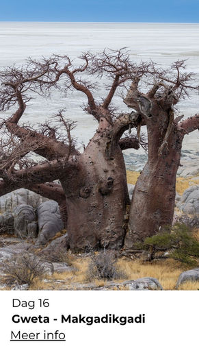 Wildlife rondreis door Botswana met safarilandschappen, olifanten aan de rivier, delta-kanalen en woestijnvlaktes – natuur en ontmoeting in één. - Gweta