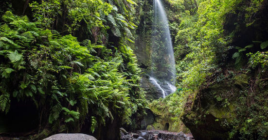 Wandelen in de laurierbossen van La Palma tijdens een winterzon wandelvakantie op de Canarische Eilanden