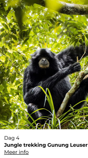 “Wildlife rondreis door Indonesië – ontdek orang-oetans, varanen en tropische natuur met ReisZin - Trekking Gunung Leuser