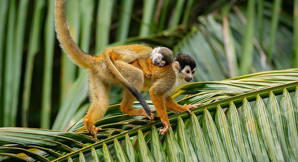 Actieve rondreis door Guatemala met vulkaan-hikes, jungletrekkings, Maya-tempels en wildnatuuromgeving