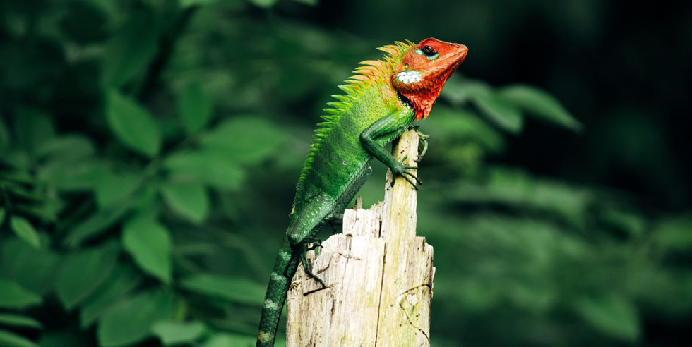 Night Wildlife Walk bij Sinharaja