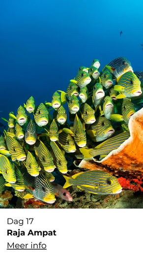 ReisZin maatwerkreis Indonesië snorkelen en duiken – kleurrijk koraalrif en zeeleven - Raja Ampat