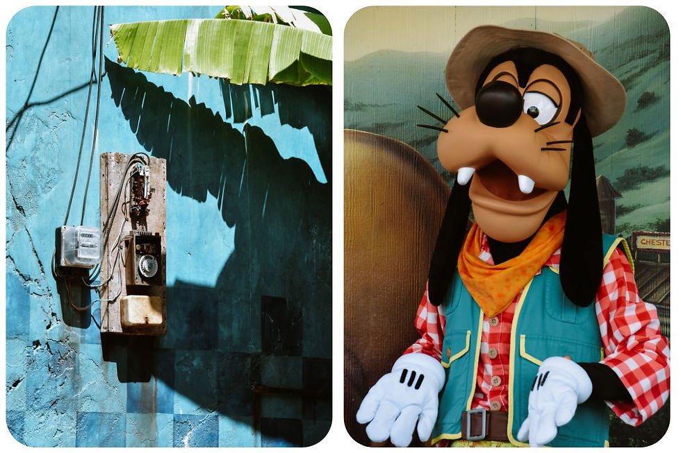 Disney’s Animal Kingdom Florida – safari’s, Pandora, Tree of Life en de mooiste attracties in Disney World Orlando