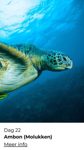 ReisZin maatwerkreis Indonesië snorkelen en duiken – kleurrijk koraalrif en zeeleven - Ambon