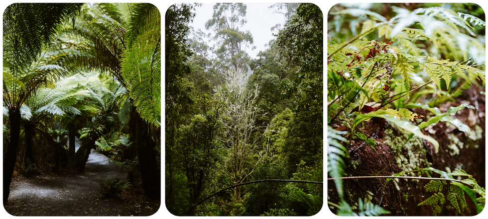 Wandelen over een houten pad door dicht regenwoud met varens en reusachtige bomen bij Maits Rest aan de Great Ocean Road